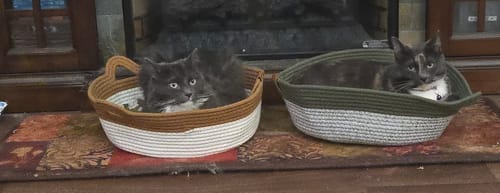 Kundenbewertung mit Foto zu Fellnest Katzenkorb