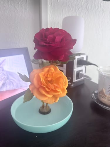 Customer photo review of Kenzan 34 mm Flower Frog