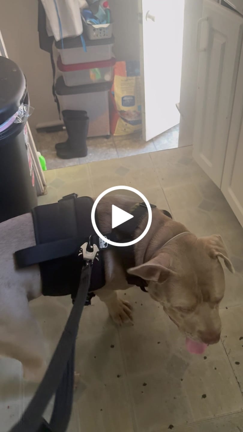 Customer video review of No Pull Bully Proof Harness