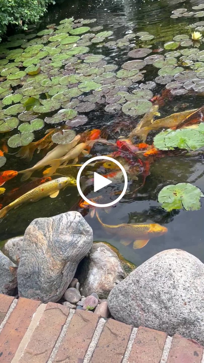 Customer video review of Koi Food-Color Enhancer Aisuru Koi™