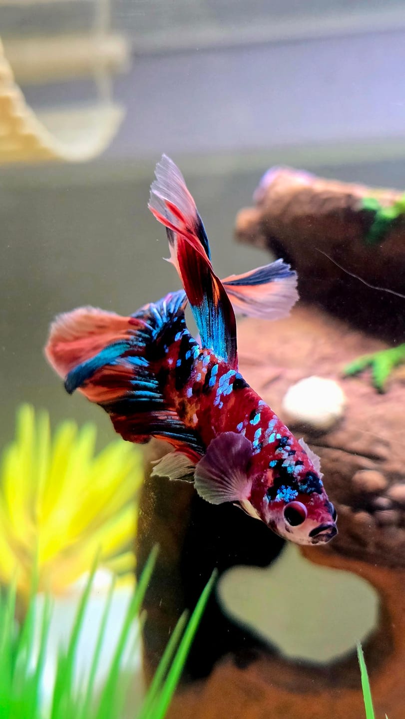 Customer photo review of Multicolor Halfmoon Male Betta Fish | Order Directly From Farm | You Pick Fish
