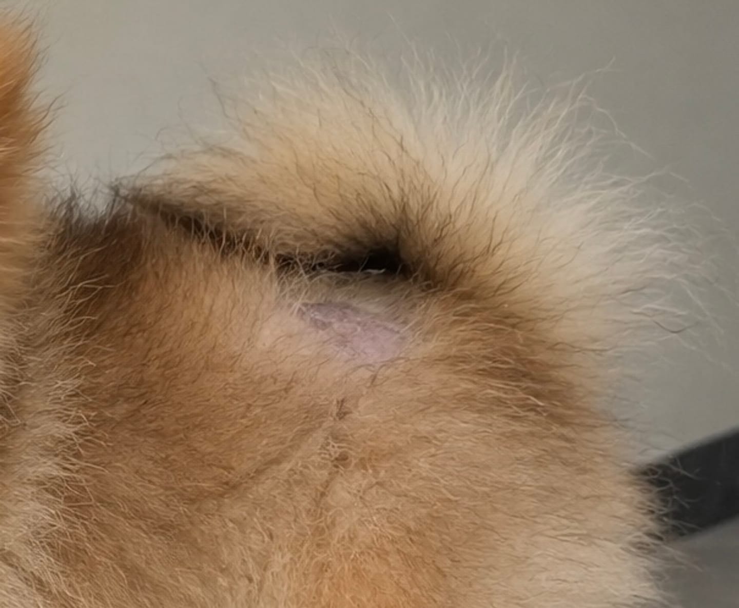 Customer photo review of 'Volpier Dermaluxe™' Lozione dermatologica avanzata per BSD, Alopecia X e rigenerazione del mantello