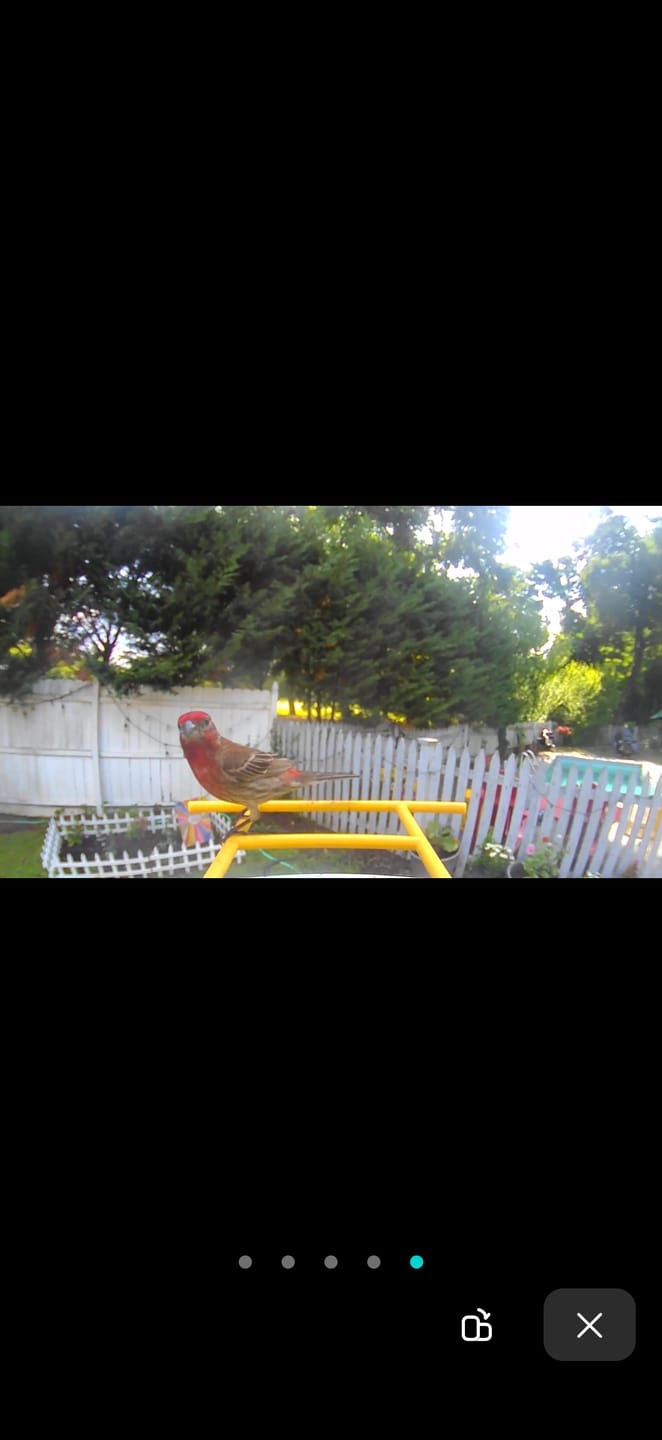 Customer photo review of Birdfy Feeder -  Limited Father's Day Gift Set | Smart Bird Feeder with Camera
