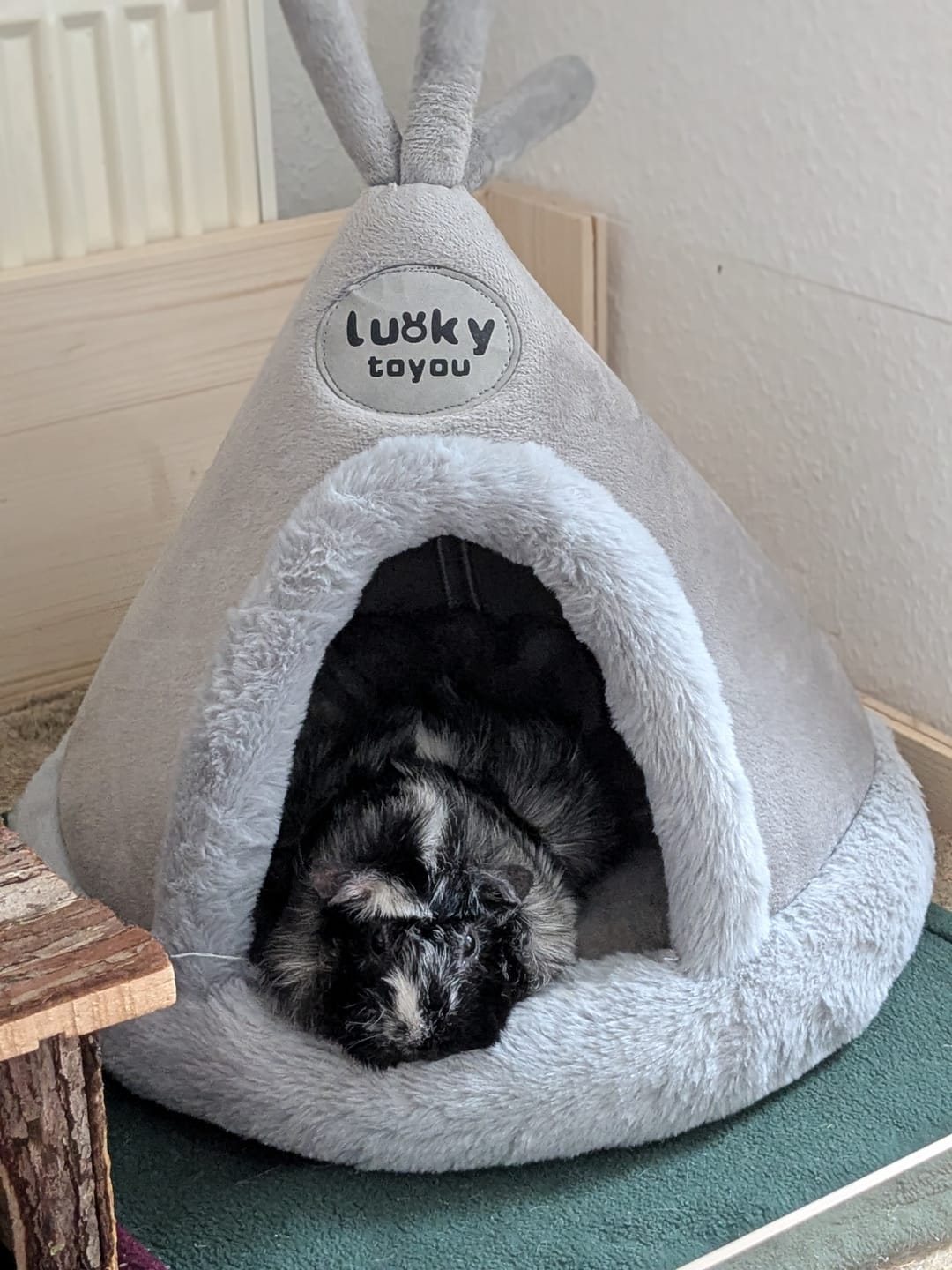Customer photo review of ⛺ Tipi – Kuschelhütte im Indianer-Style für Meerschweinchen