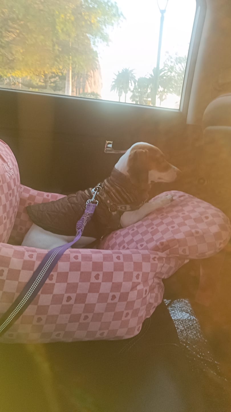 Customer photo review of Asiento Primera Clase THE DOGS — Viajes seguros y cómodos