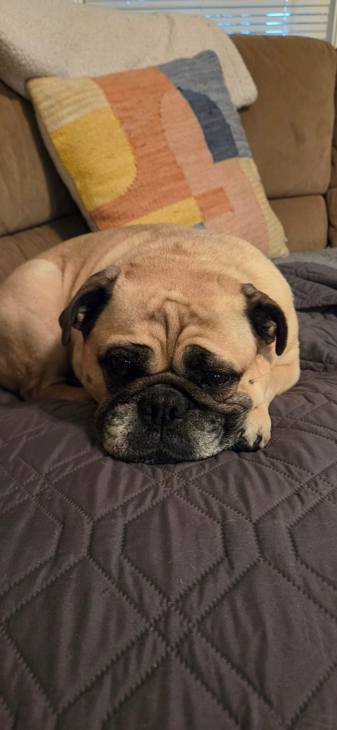 Customer photo review of KING KALM CBD 150mg - Medium Pet Formula 20 to 45lbs