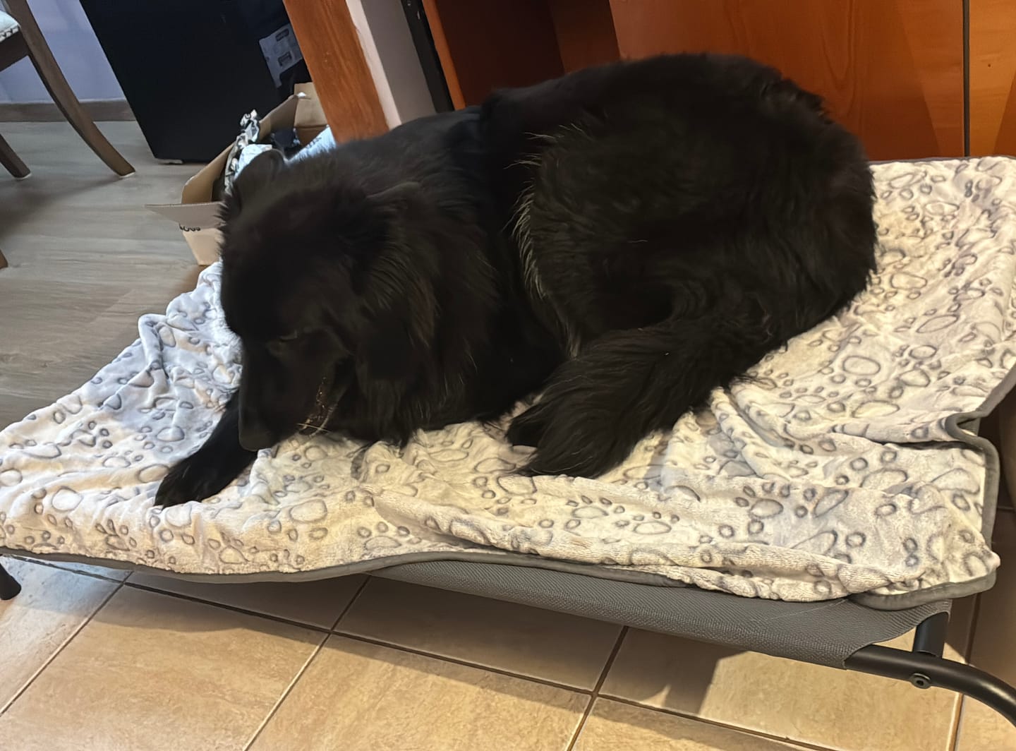 Customer photo review of Cama Elevada THE DOGS