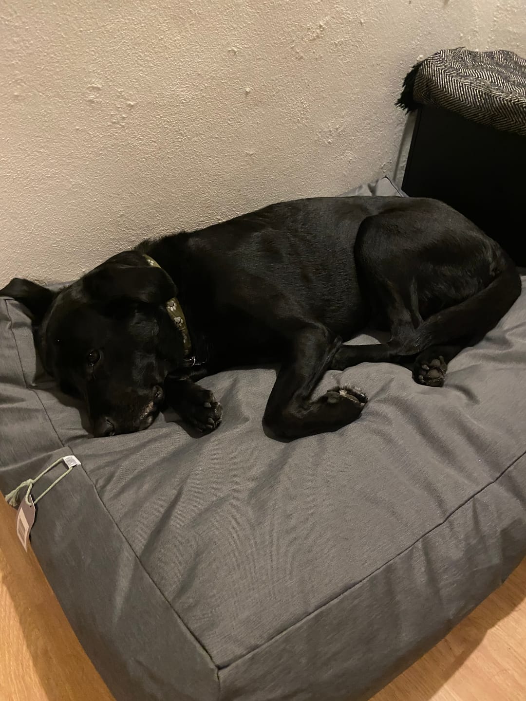 Customer photo review of Furpect - Canvas Hundepude