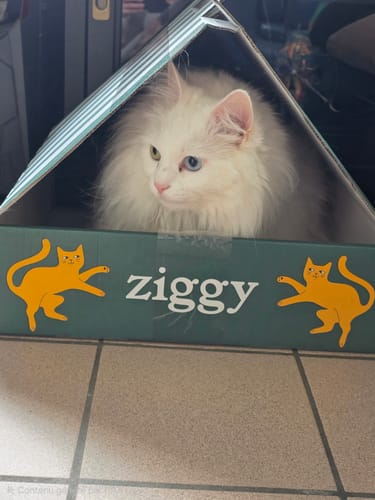 Le chat blanc et poilu d'un client assis à l'intérieur de la boîte de livraison des croquettes Ziggy.