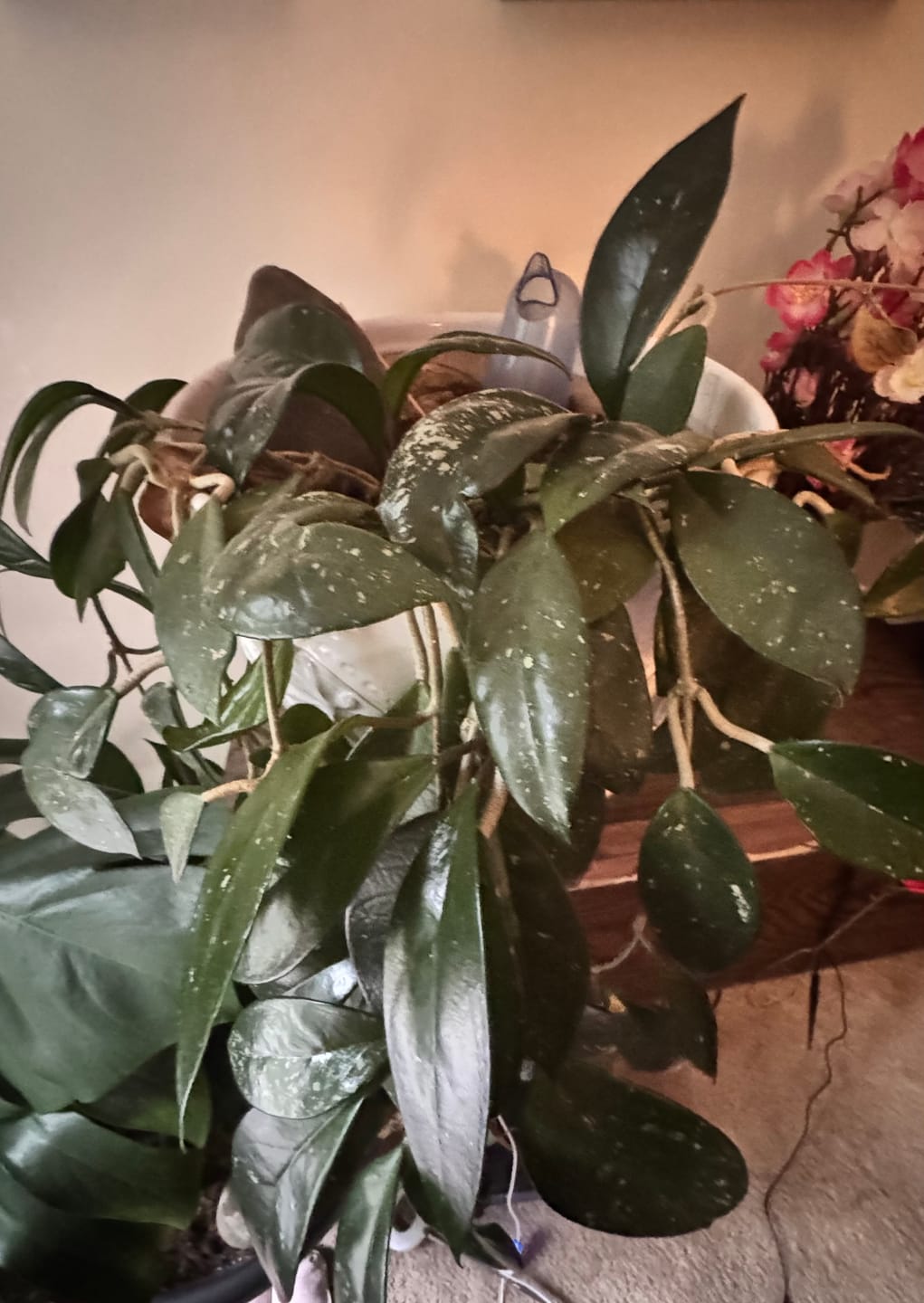Customer photo review of Houseplant Top 40 Guide + Playlist