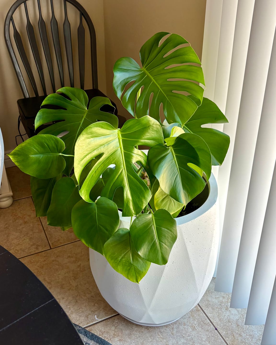 Customer photo review of Plant Food