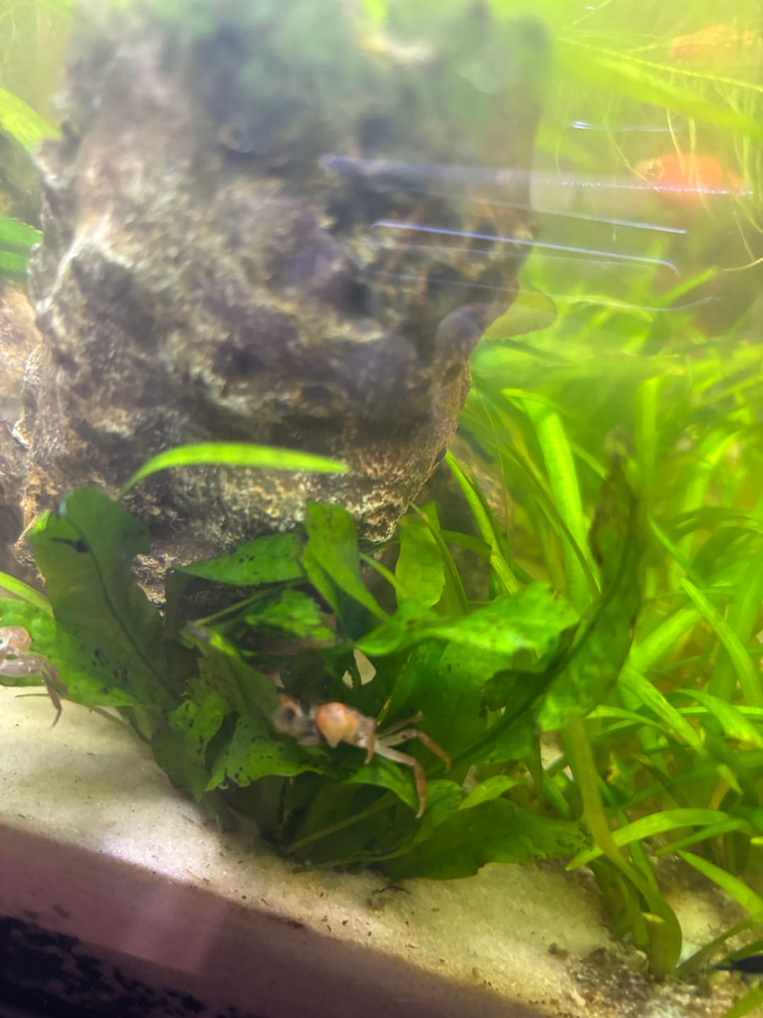 Customer photo review of Freshwater Pom Pom Crab (Ptychognathus barbatus)