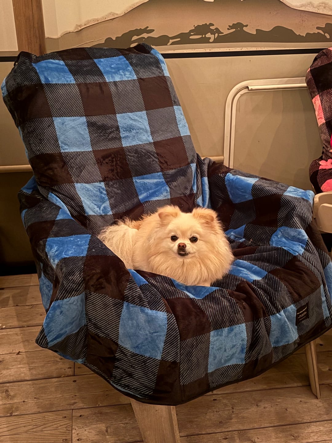 Customer photo review of The Chair Blanket