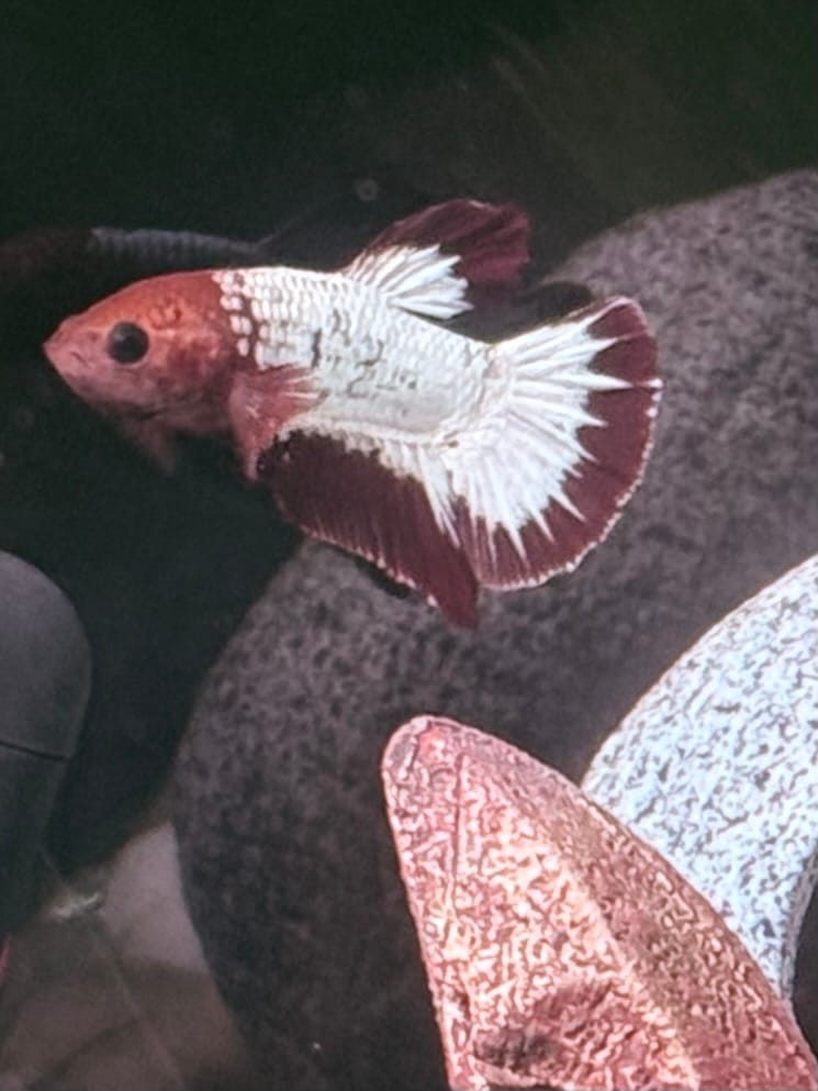 Customer photo review of Red Fancy Hellboy White Star Tail Plakat Male Betta Fish | Mystery Betta