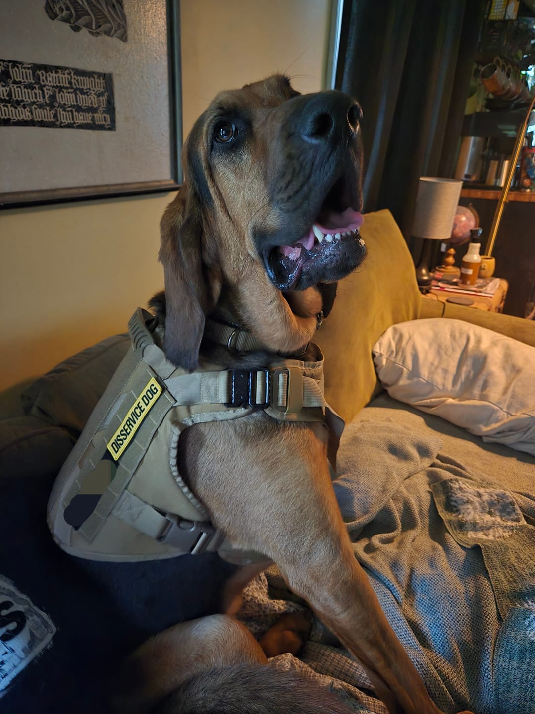 Customer photo review of Classic Heavy-Duty Tactical No-Pull Team K9® Dog Harness With Front & Back D-Rings, Quick-Release Metal-Buckles, Hook & Loop Panels, & Top Handle