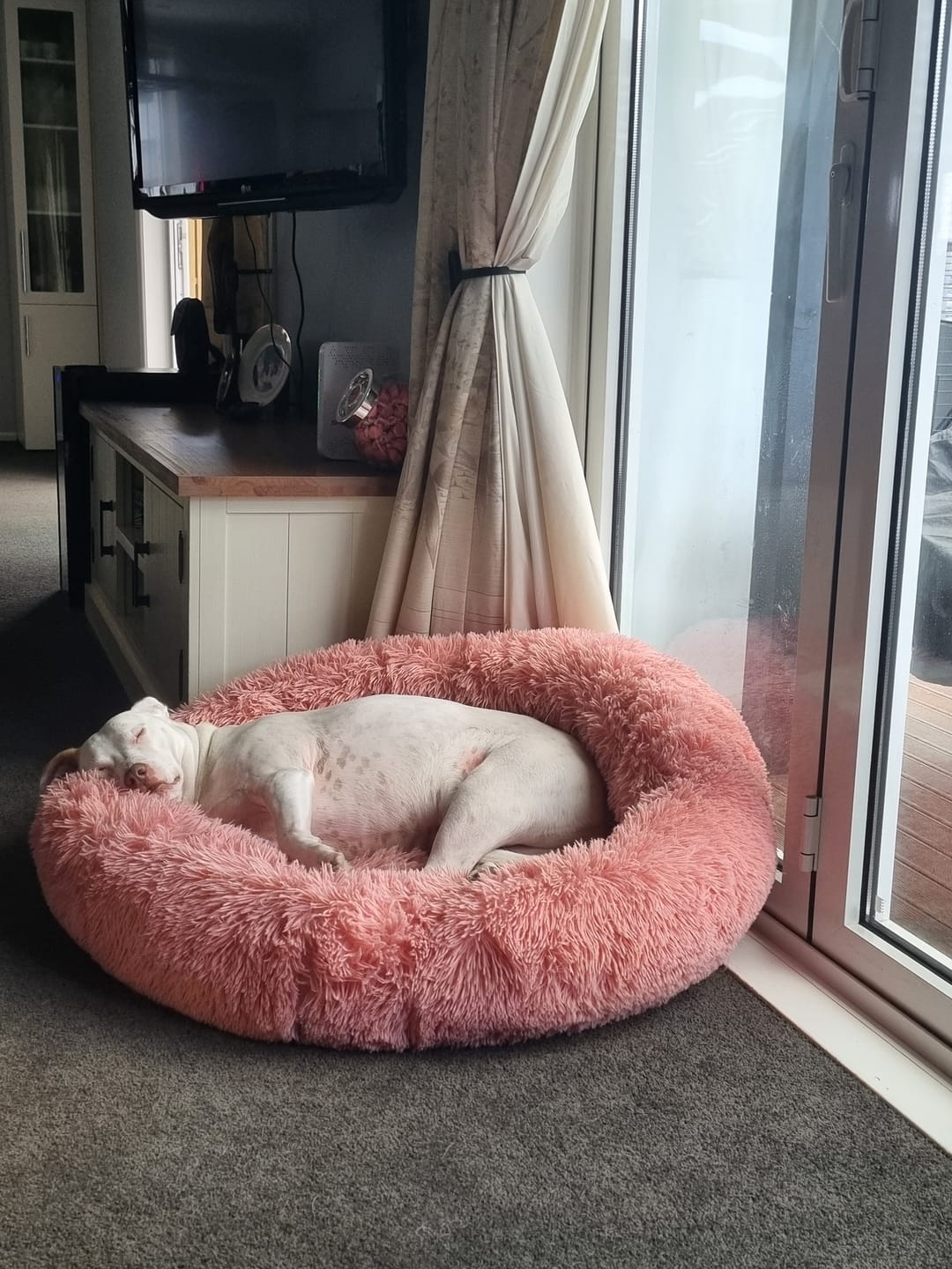 Customer photo review of Brooklyn® Deep Sleep Pet Bed