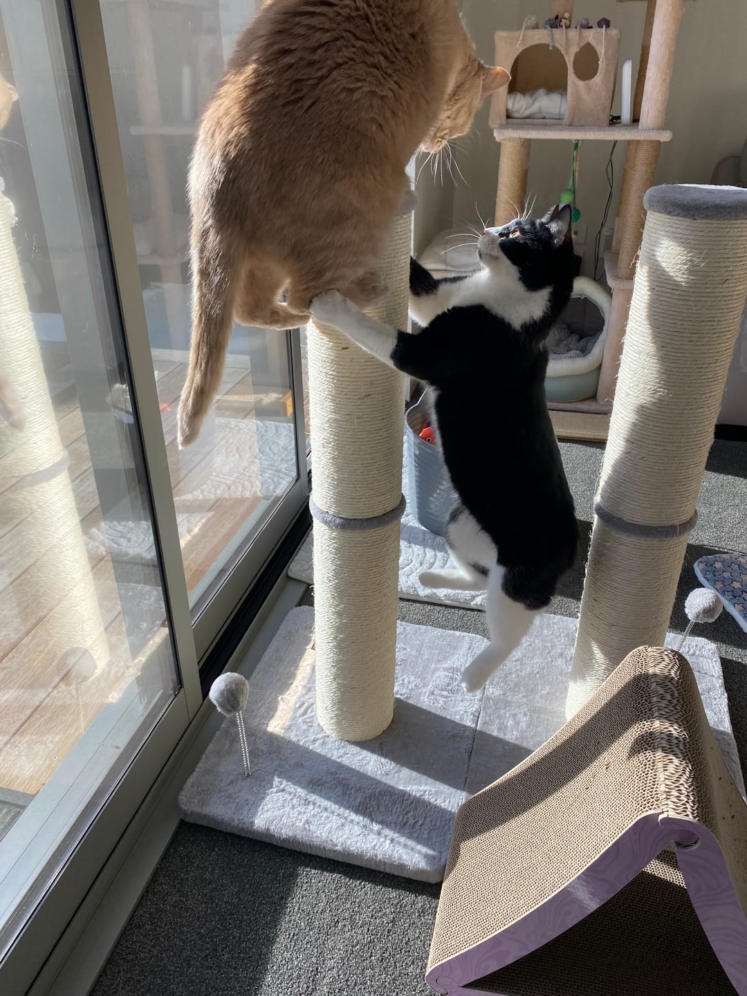 Customer photo review of Cat Scratching Post 85cm with Spring Pompom - Grey
