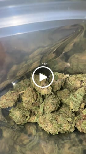 Customer video review of Gorilla Glue THCA Flower