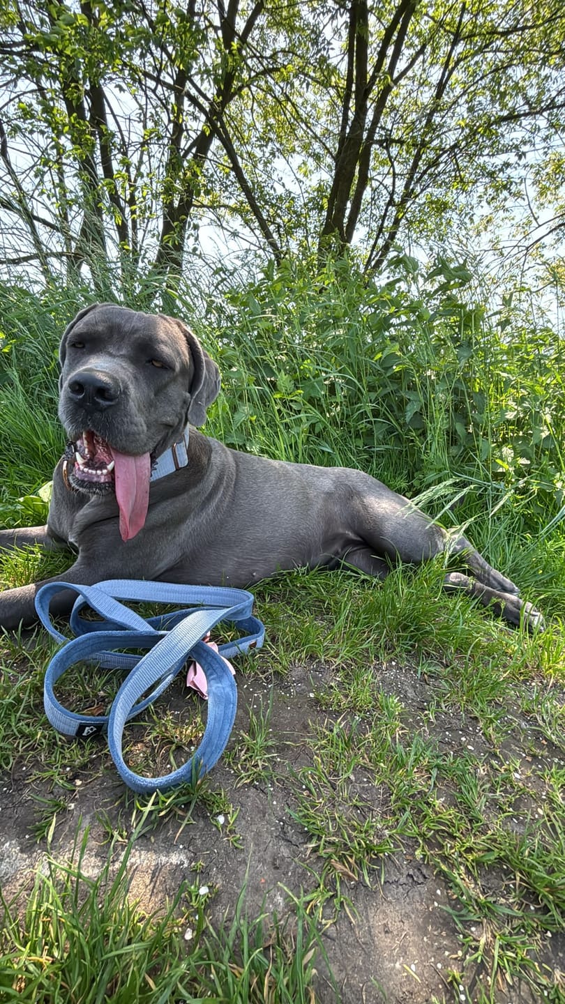 Customer photo review of Smycz nylonowa Walk Leash - Rose Edition Pastel Blue