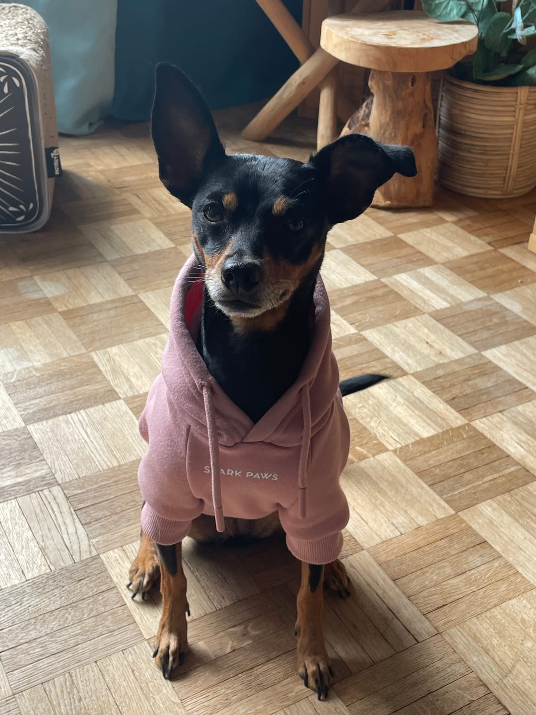 Customer photo review of Essential Dog Hoodie - Dusty Pink