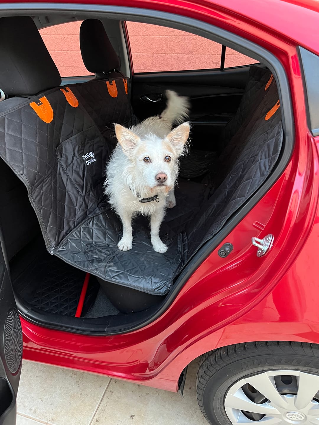 Customer photo review of Funda Impermeable THE DOGS — Auto limpio, perro seguro