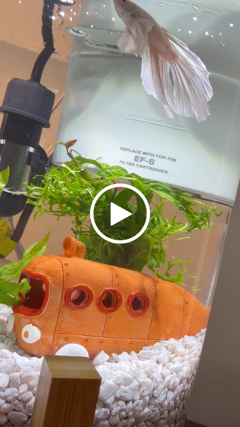Customer video review of Super White Dumbo Ear Halfmoon Male Betta Fish