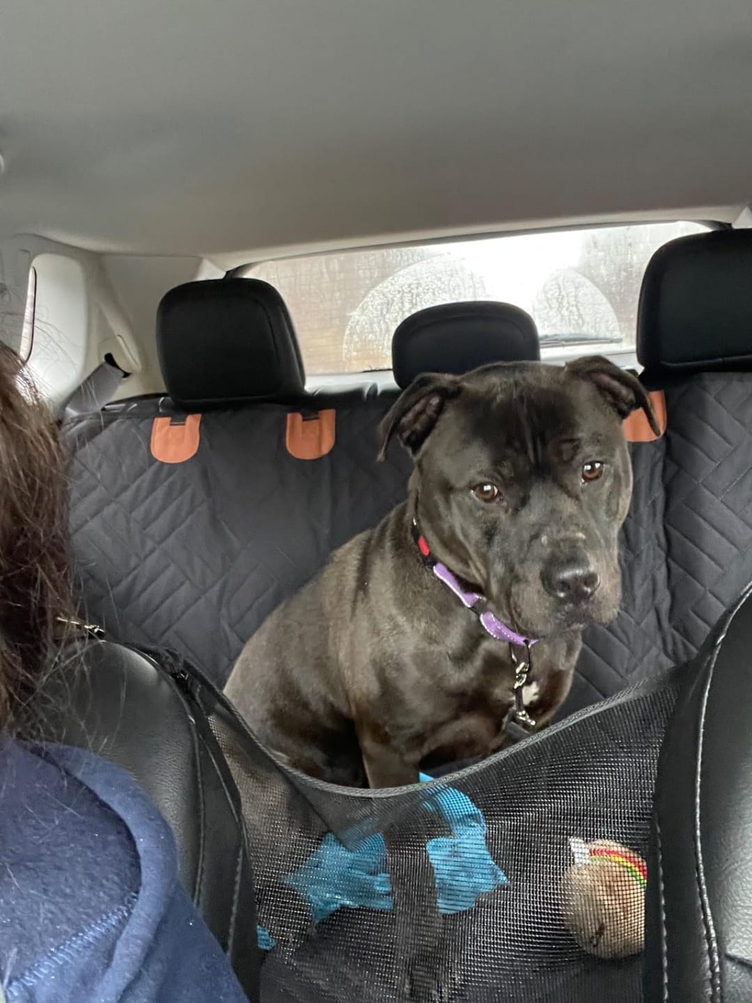 Customer photo review of MrBarks Dog Seat Cover