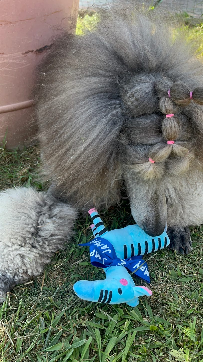 Customer photo review of Giochino Zebra
