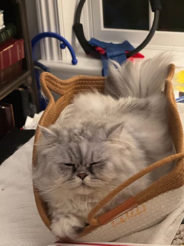 Kundenbewertung mit Foto zu Fellnest Katzenkorb