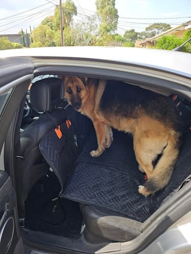 Customer photo review of MrBarks Dog Seat Cover