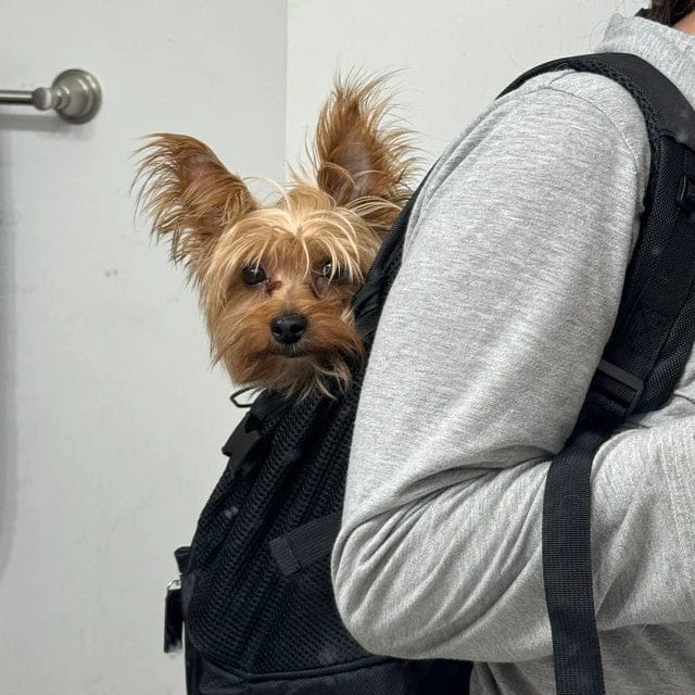 Customer photo review of All-Black Pet Backpack