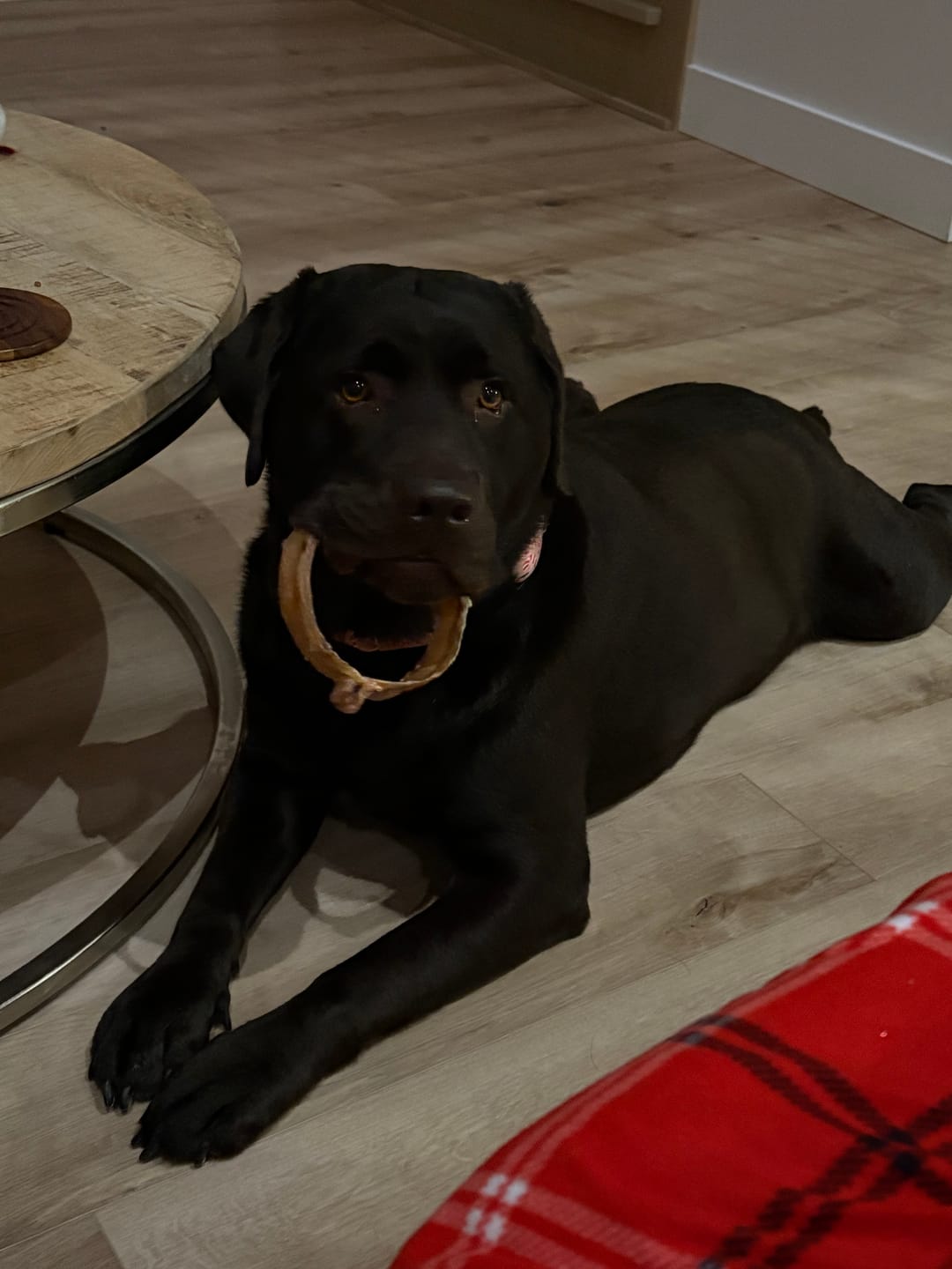 Customer photo review of Large Bully Stick Ring