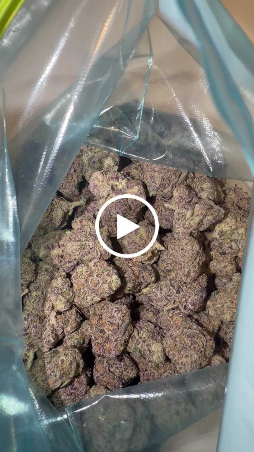Customer video review of Gelato 41 Indoor - Bulk - Hybrid