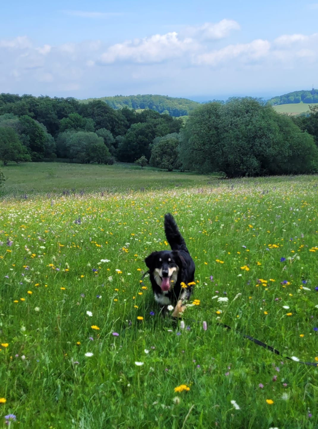 Customer photo review of Wurmtest Plus Hund