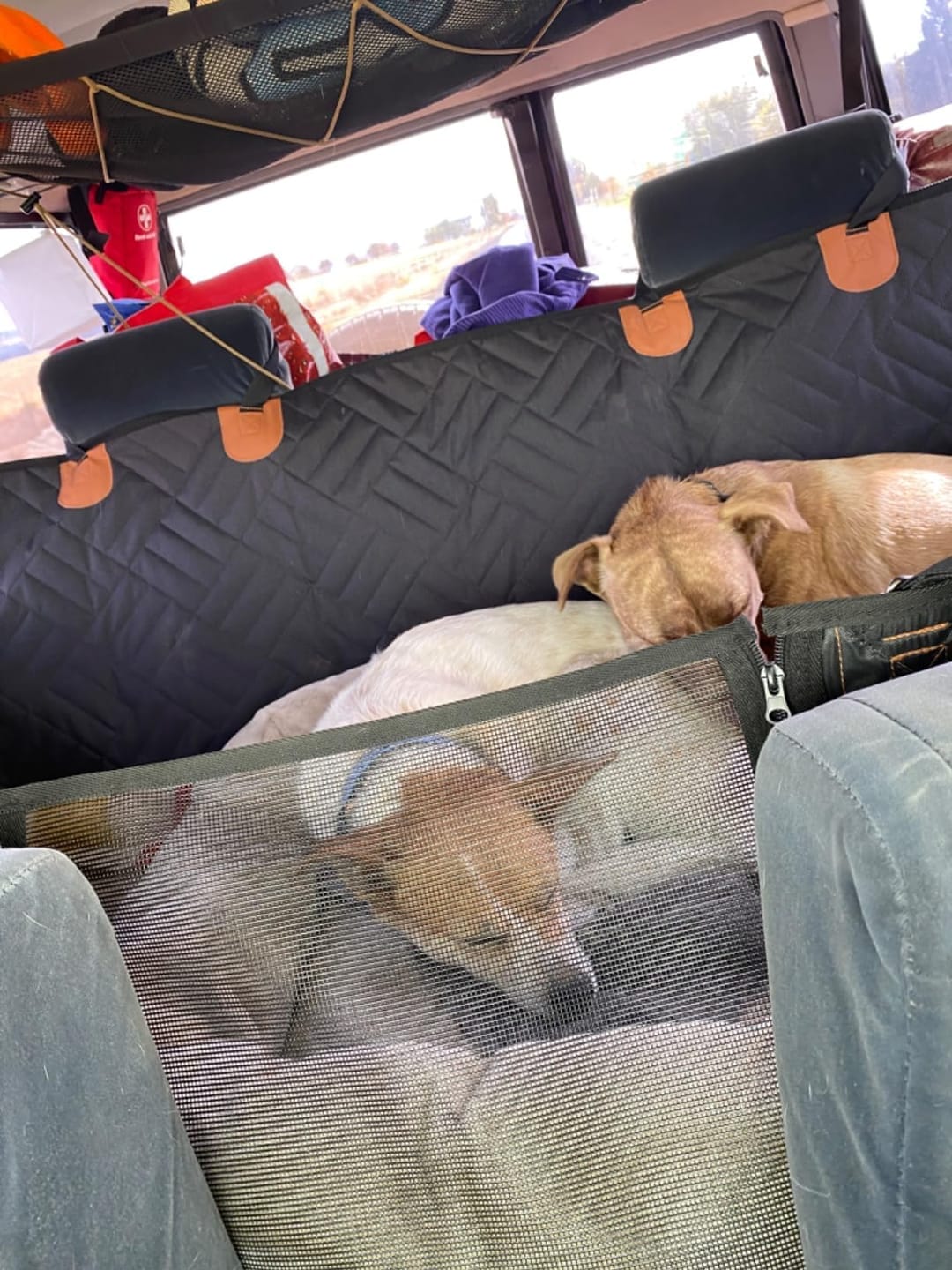 Customer photo review of MrBarks Dog Seat Cover