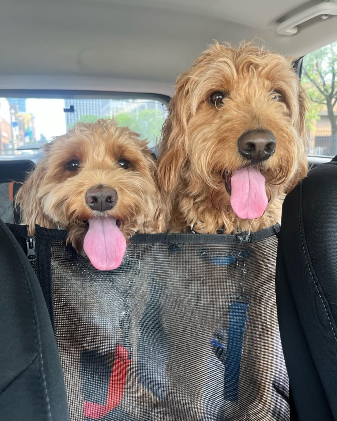 Customer photo review of MrBarks Dog Seat Cover