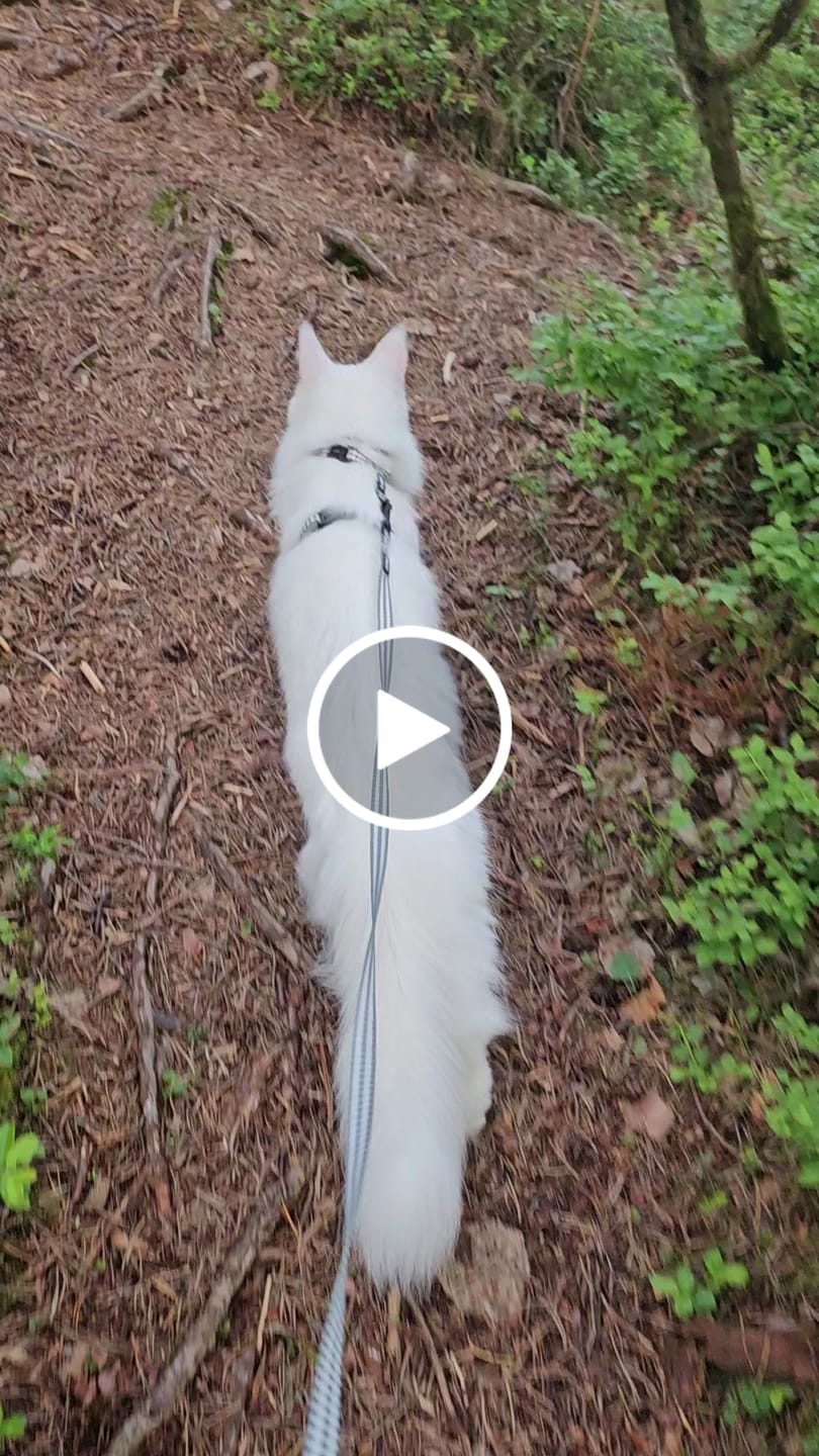 Customer video review of Walk Kit kattesele