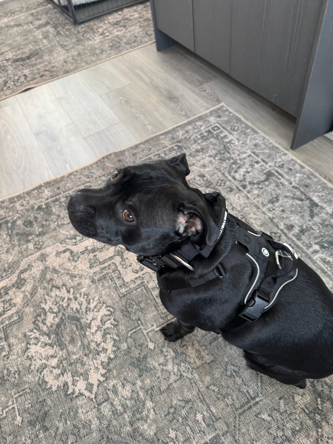 Customer photo review of Anti Pull Hurricane Harness Lighter | With Handle - Black