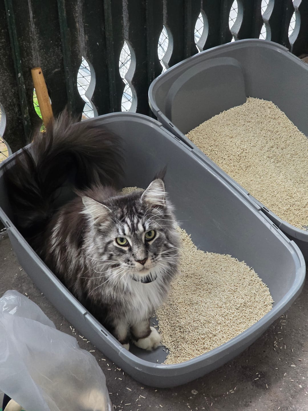 Customer photo review of Katzenstreu 2+1 Aktion