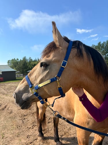 Customer photo review of Royal Blue Horse Halter - (7 Days)