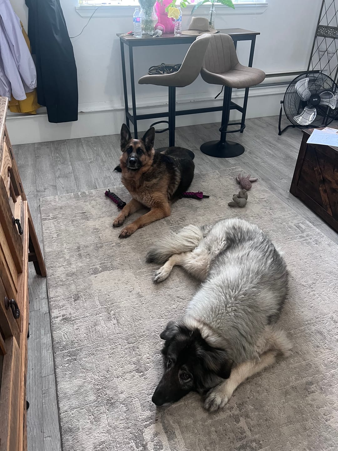 Customer photo review of 12 Inch Monster Bully Stick