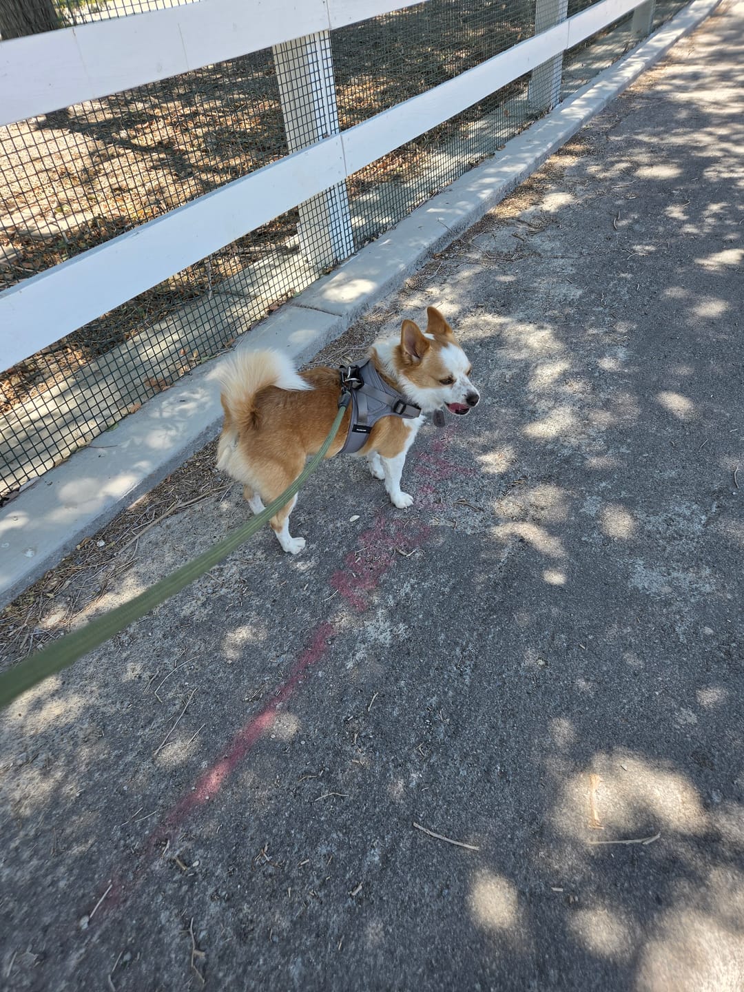 Customer photo review of Boomerang Harness - XS-M Breeds - Grey