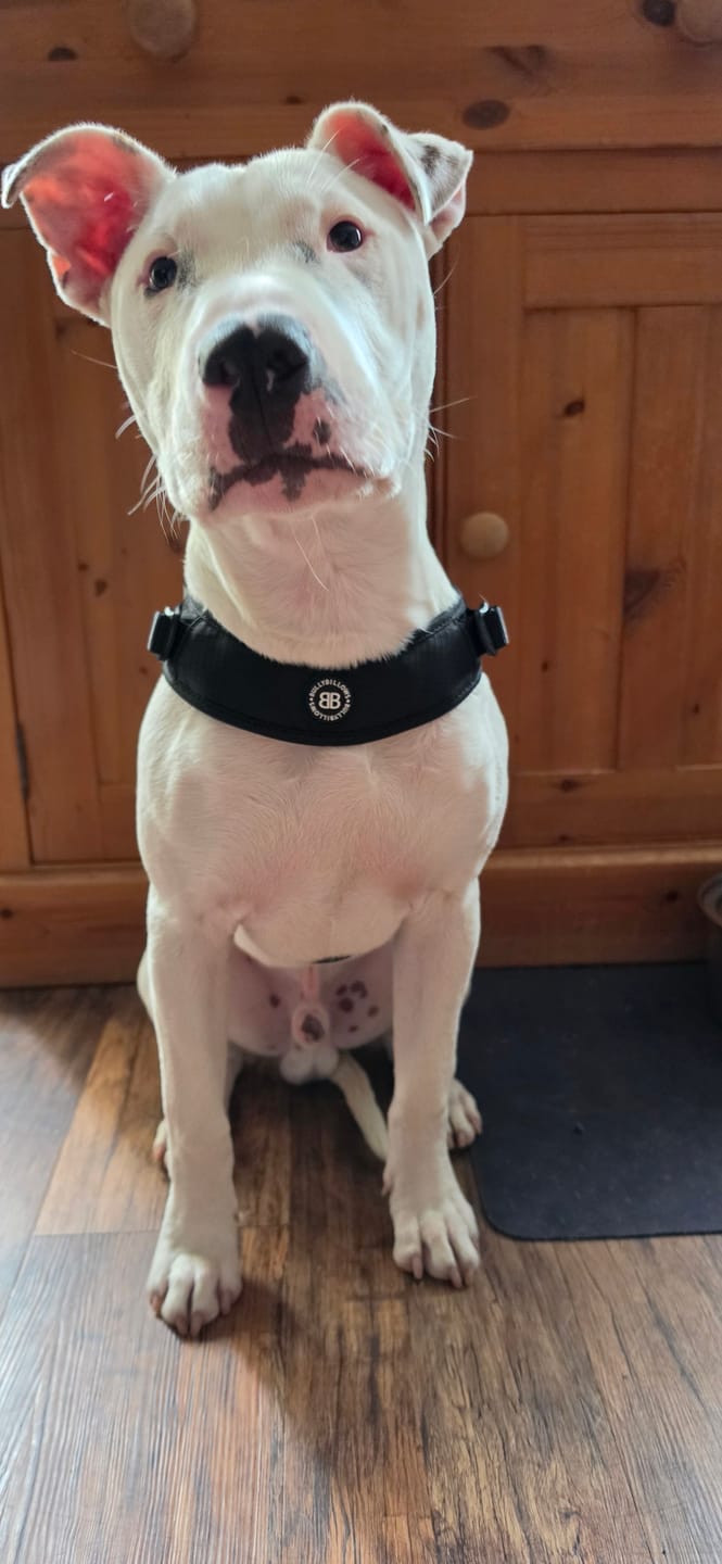Customer photo review of Boomerang Harness - XS-M Breeds - Black