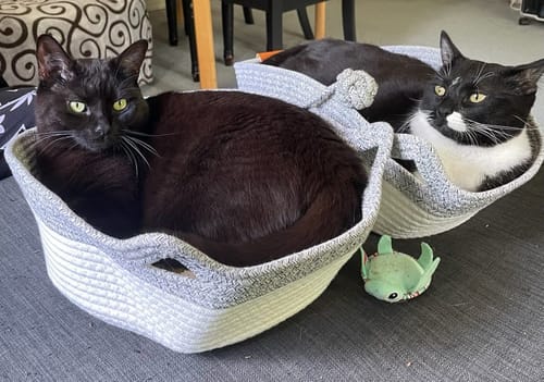 Kundenbewertung mit Foto zu Fellnest Katzenkorb