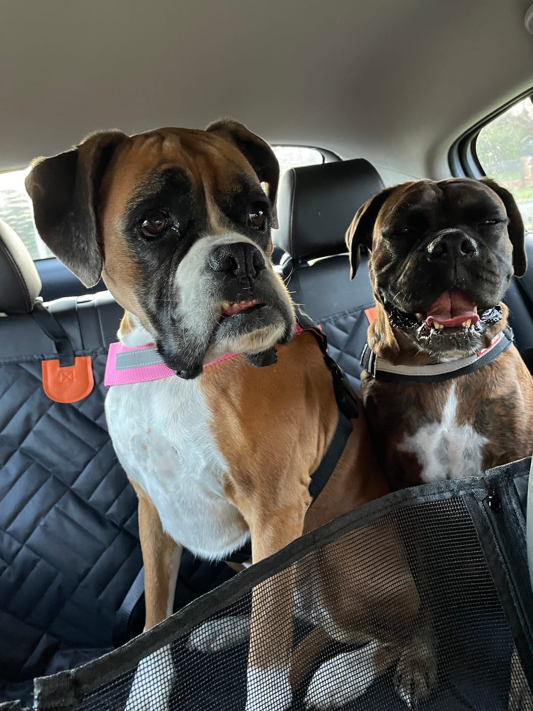 Customer photo review of MrBarks Dog Seat Cover