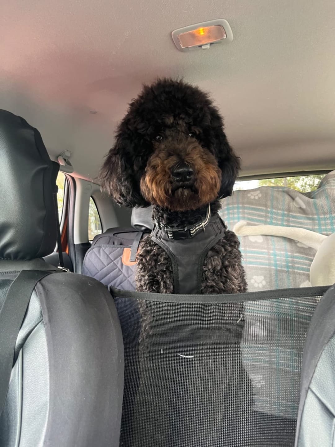 Customer photo review of MrBarks Dog Seat Cover
