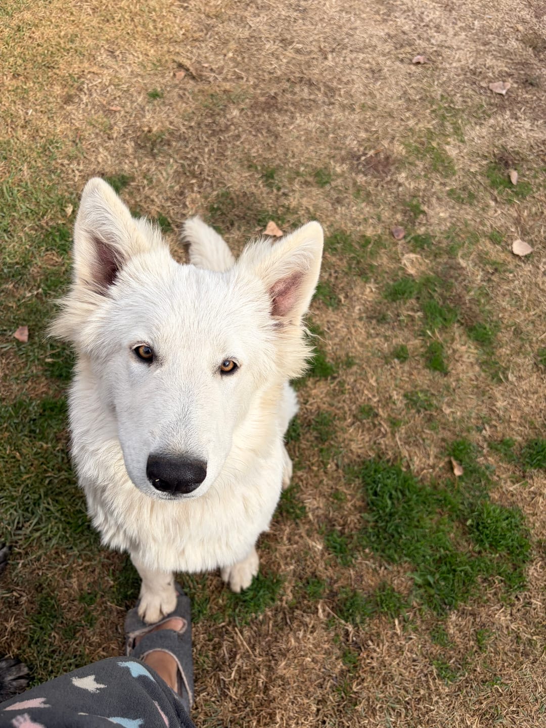 Customer photo review of PetFamily Foods