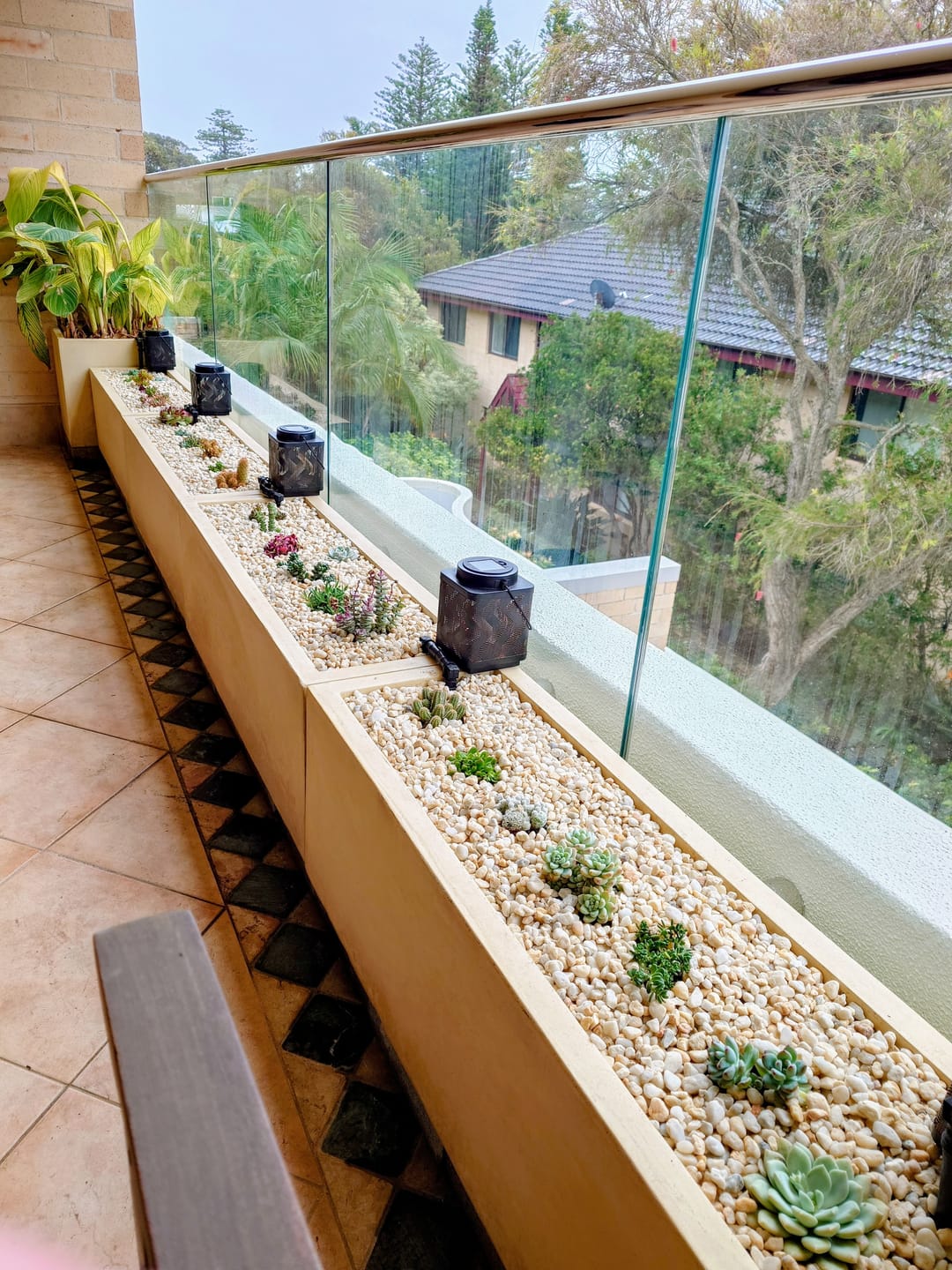 Customer photo review of Bulk Mixed Succulent Value Packs