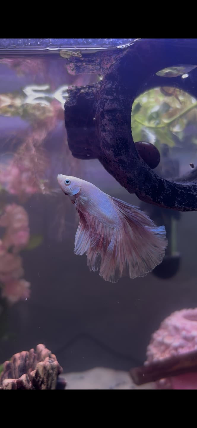 Customer photo review of Pink Halfmoon Male Betta Fish | Grower’s Pick