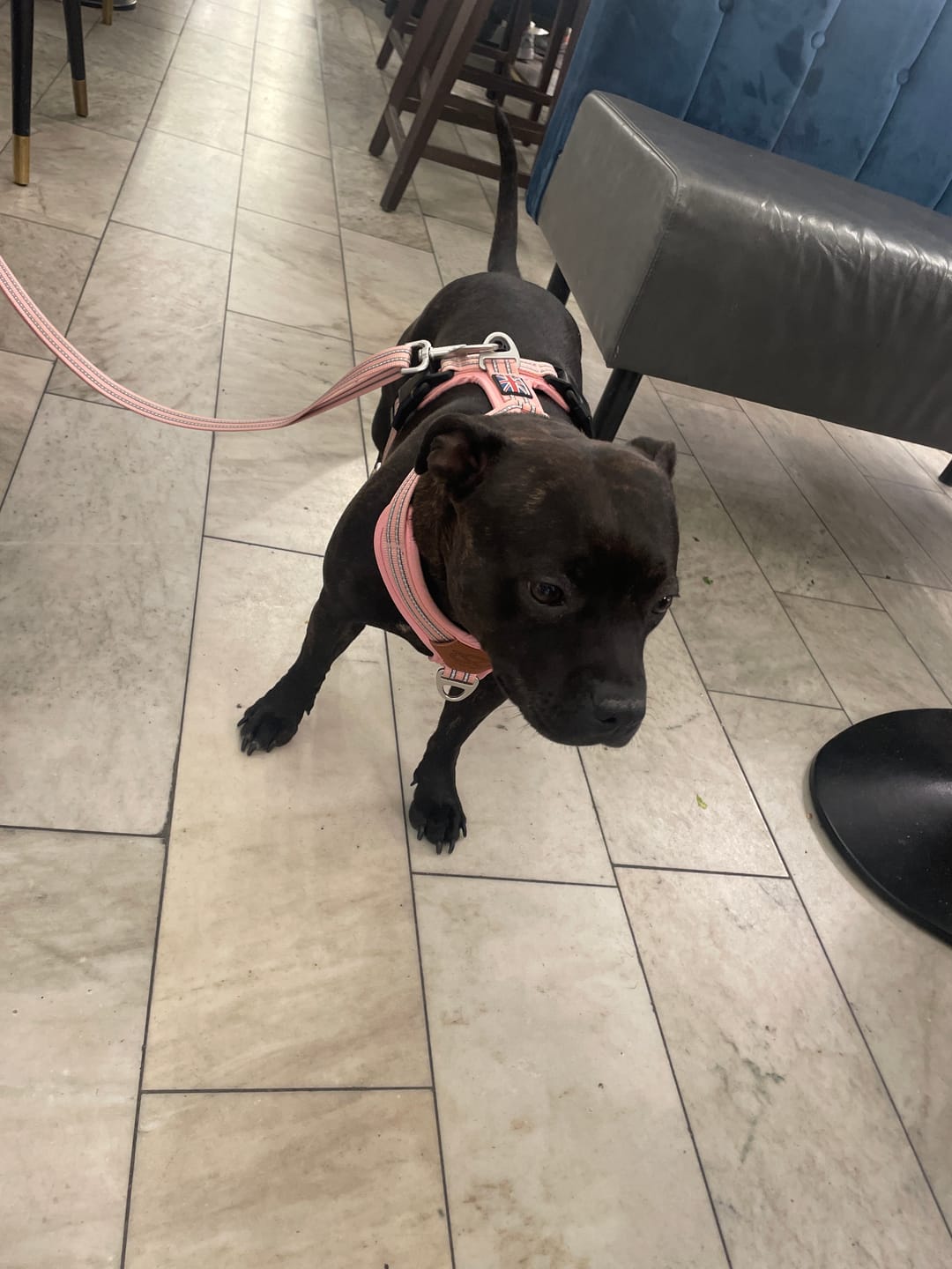 Customer photo review of Staffordshire Bull Terrier 1935® Harness & Leash Set - Baby Pink